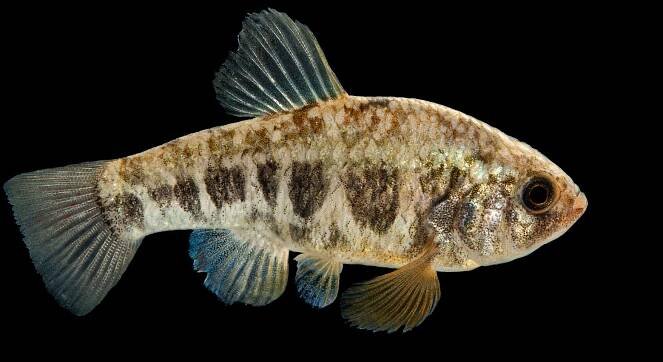 A Pecos pupfish (Cyprinodon pecosensis) at Bitter Lake National Wildlife Refuge in Roswell, New Mexico.
