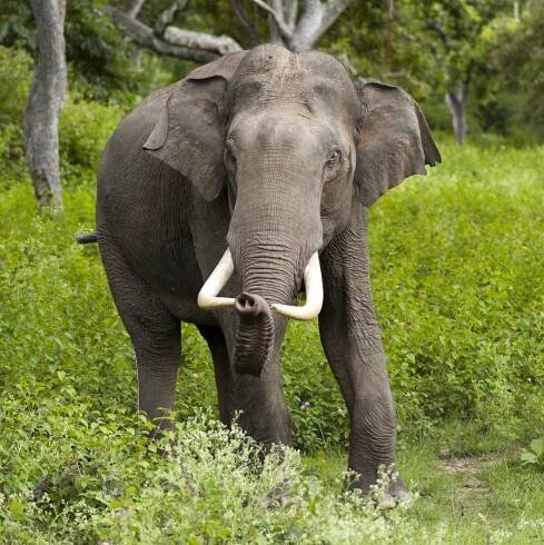 tusker - Wiktionary, the free dictionary