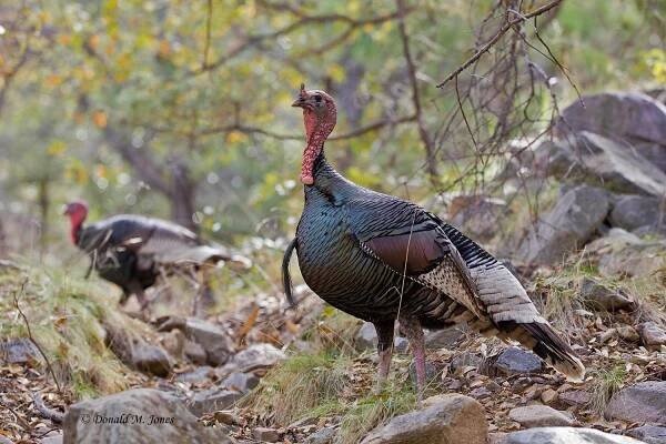 Wild-Turkey-(Goulds)00381D