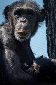 VIDEO: Mládě šimpanze v ostravské zoo se má k světu. Péče matky je dojemná