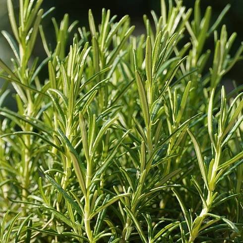 Rosemary Butter Cleanser