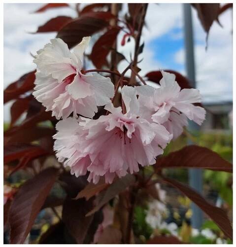 Prunus serrulata 'Royal Burgundy', sakura ozdobná, výška kmínku 200 cm, kontejner
