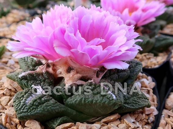 Photo Gallery Ariocarpus | Cactus DNA