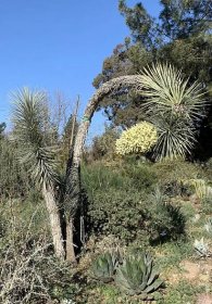 Yucca brevifolia - The Ruth Bancroft Garden & Nursery