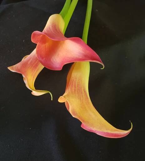 Orange Mini Calla