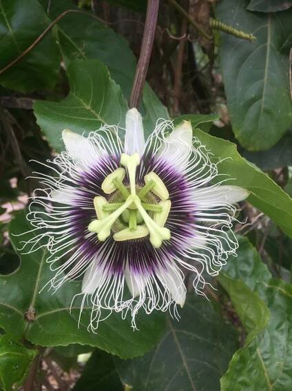 Exotická semena Passiflora Mučenka jedlá Marakuja Passion fruit za 14.00CZK - Allegro