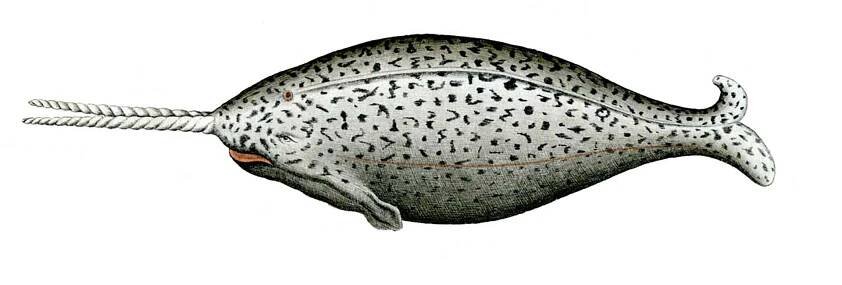Bild eines Narwals