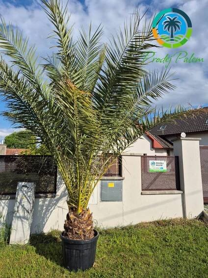 Datlovník kanárský (Phoenix canariensis) – pěstování, péče, zazimování