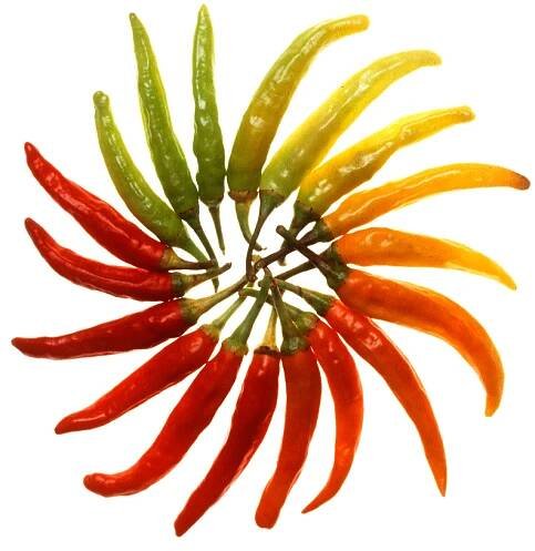 Chilli paprička – Wikipedie