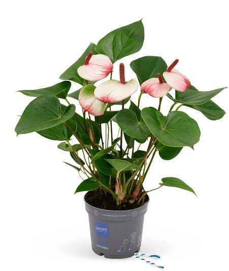 Karma Catalog – Karma Plants BV