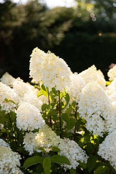 Hydrangea paniculata Living Sugar Rush EU-S – Helmers Baumschulen
