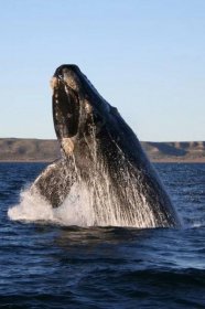 Velryba jižní – Wikipedie