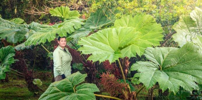 Gunera rukávovitá, barota (Gunnera manicata)