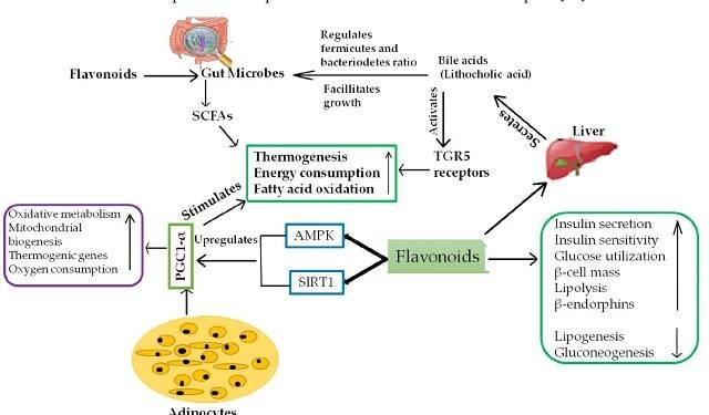 (iso  acid  ated from Salvia officinalis [71] showed lipase inhibitory ac weight gain [3] and lipoprotein-lipase mRNA expression in Diterpenoids showed anti-obesi  [72,73] and 14-deoxy-11,12- didehydroandrograp  holide iso  ivity and modulated body mouse adipose tissue [72].  y effects by inhibiting adipocyte differentiation. Carnosic  ated from Andrographis pan-  iculata [74] are reported to interfere with mitotic clonal expansion, block the expression  C/EBPa and PPAR-«a, reduce  (TN  mTOR pathways. In a study on  F-) and interleukin-6, alter the ratio of differen  ipoprotein mRNA expression via tumor necrosis factor  t C/EBP-B proteins, and activate the he geranylgeraniol (alcoholic derivatives of diterpenoids),  which are mostly found in some herbs and fruits, it was reported that they activate hu- man PPAR« and PPARy in CV1 cells and regulate t responsible for linid metabolism in 3T3-L1 cells and Hep G2 [75].  he expression of target genes mainly  Figure 4. Diagram showing the primary mechanism that flavonoids have anti-obesity effects via different pathways. 