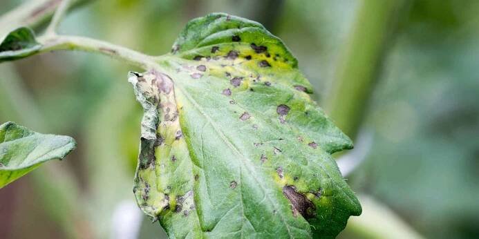 Tomato Spotted Wilt Virus (TSWV)