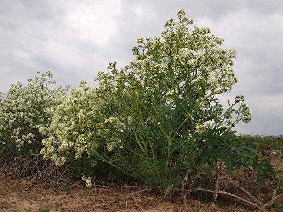 brukvovité- BRASSICACEAE – PlantaNaturalis.com