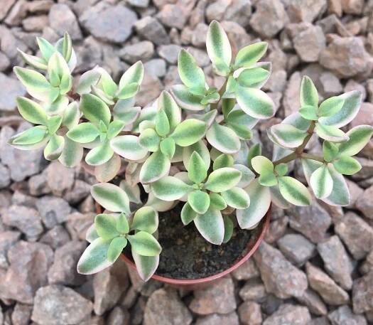 Crassula volkensii variegata