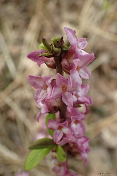 Lýkovec jedovatý (Daphne mezereum)