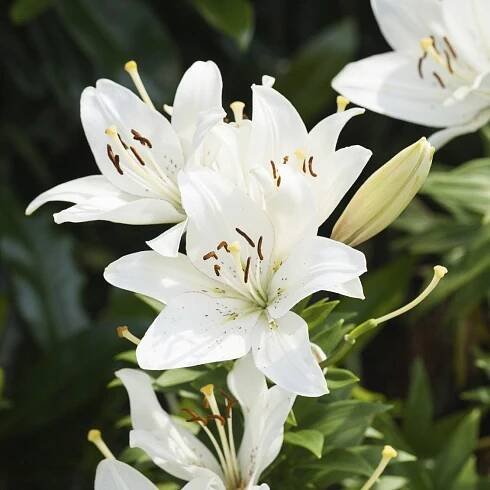 Aurelian Trumpet Lily Info: Tips For Planting Trumpet Lily Bulbs