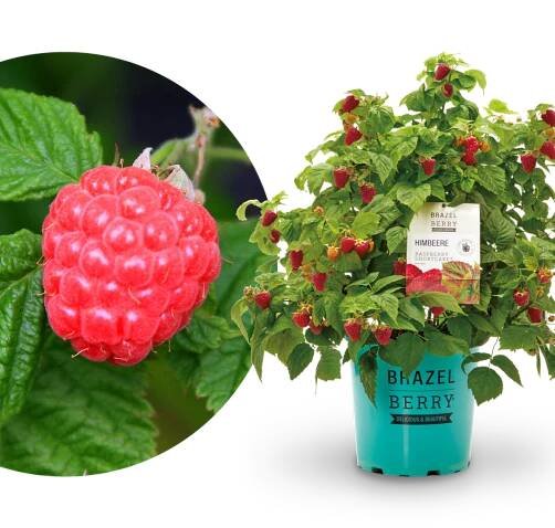 Himbeere Brazelberry® 'Raspberry Shortcake'®