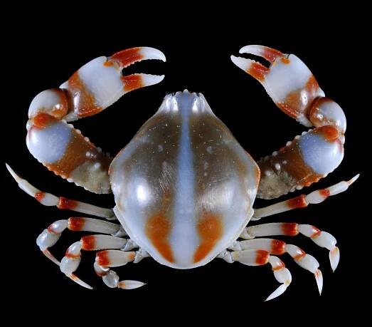 Crab Database · Krabi