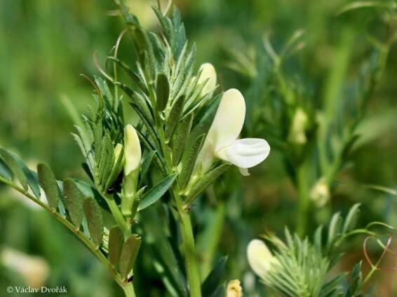 Vicia lutea - vikev žlutá | Fabaceae - bobovité | Natura Bohemica