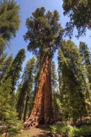 Jaký je nejvyšší strom na světě?