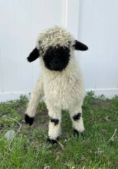 Our Sheep – Hidden Valais Ranch