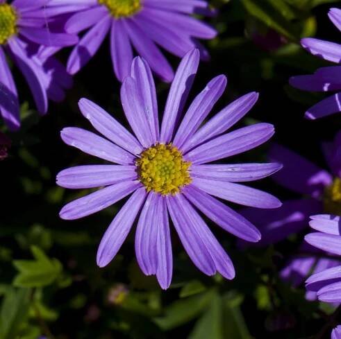 Brachyscome