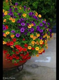 Petúnie patří hned po pelargóniích k nejoblíbenějším balkónovým květinám. Pinterest