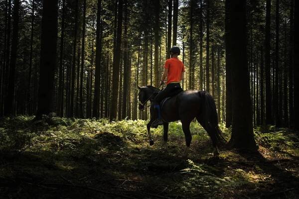 Rider on a horse in tthe forest of Saint-Hubert