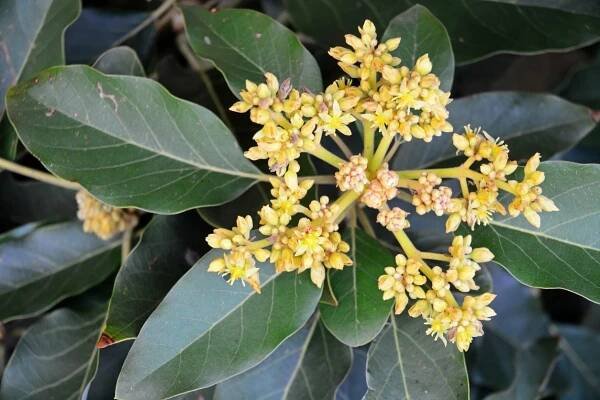 Flowers Growing On Avocado Tree