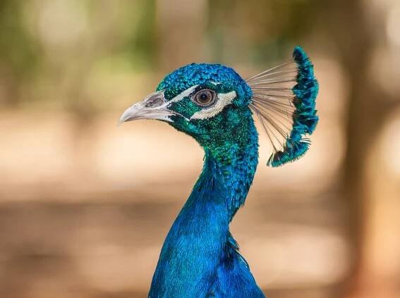 Soubor:Pavo Real Venezolano.jpg – Wikipedie