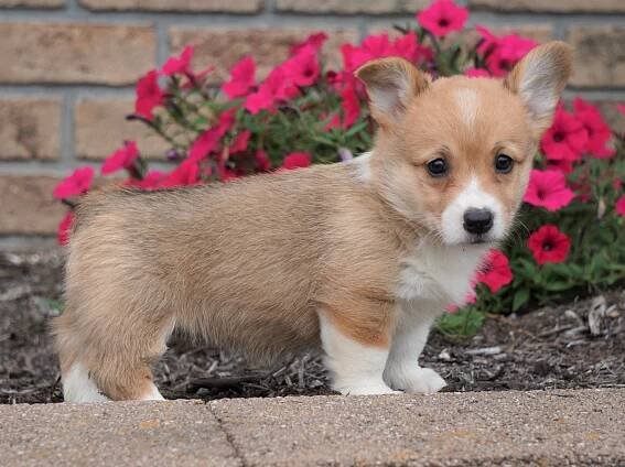 AKC Registered Pembroke Welsh Corgi For Sale Millersburg, OH Female- S ...