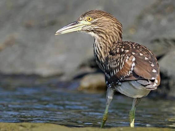 Juvenile - ML70693021