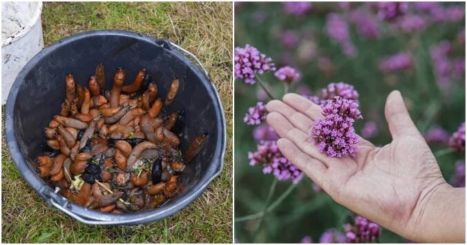 Zlikvidujte slimáky na zahradě jednou provždy- Chalupáři-Zahrádkáři