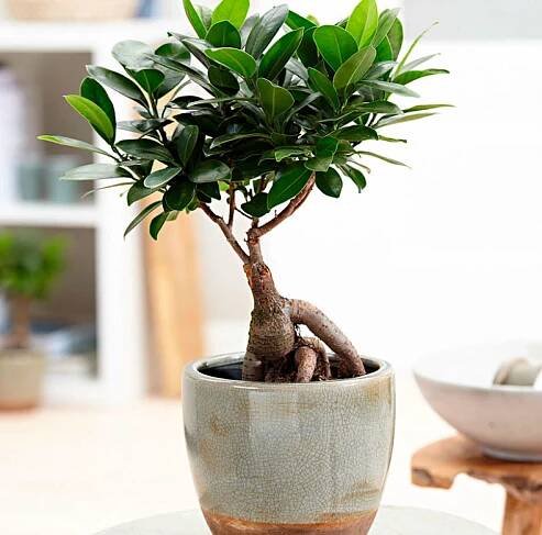 Kdy ficus microcarpa po zakoupení znovu zasadit?