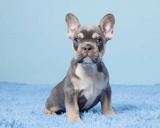 Find Your Perfect Frenchie Companion At Oasis Puppies – Ohio's Trusted Breeder