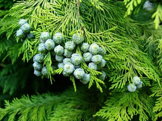 THUJA – matter to clean – spirit to rise - Carrier of Light