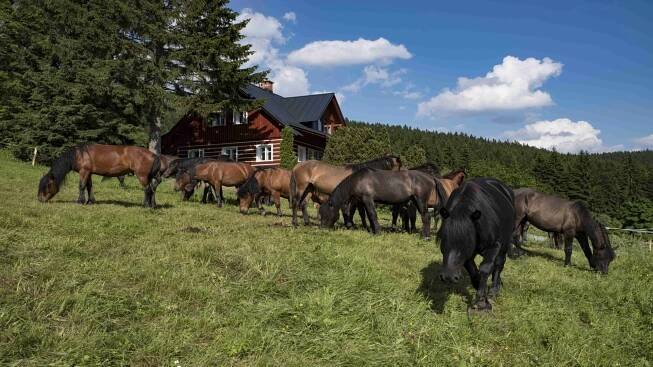 Farma Hucul | Krkonoše - oficiální webové stránky