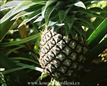 Vypěstovaný ananas. foto archiv