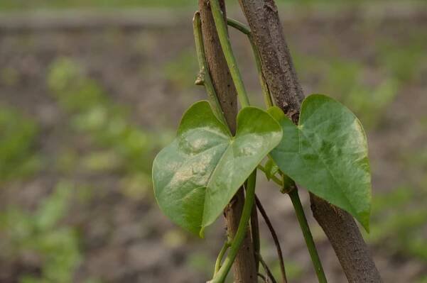 Guduchi (Tinospora cordifolia)