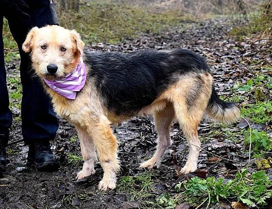 Psi k adopci z útulků, azylů a neziskových organizací