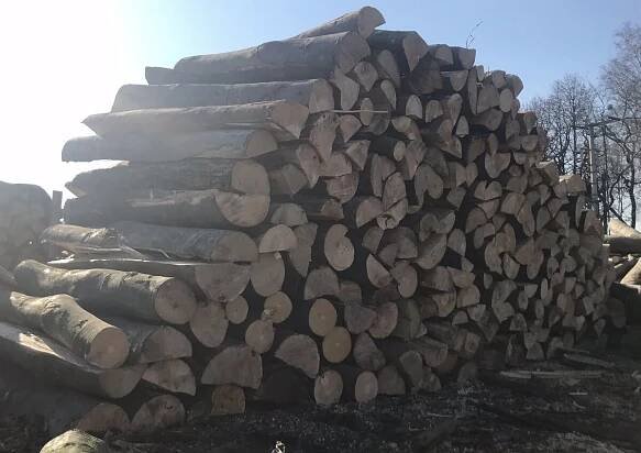 Prodám palivové dřevo z listnatých stromů, jasan, dub, buk, akát bříza, syrové i suché, v kulatině nebo štěpech dlouhých 100 cm nebo podle dohody. Cena od 1.200,-Kč za prostorový metr rovnaného dřeva. Doprava 1 km 7 Kč více informací telefon: 603-113-444. - InzerceTrinec.cz