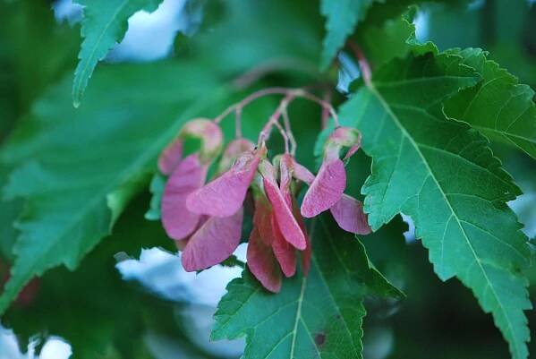 Javor ginnala (Acer ginnala)