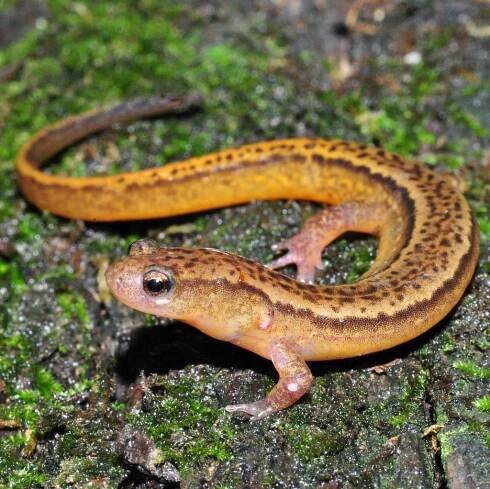 Southern Two-lined Salamander Facts and Pictures