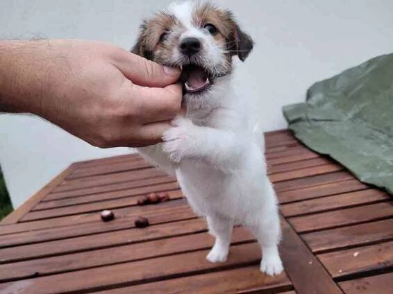 Prodám štěně - fenku Jack Russell Teriera  - foto 6