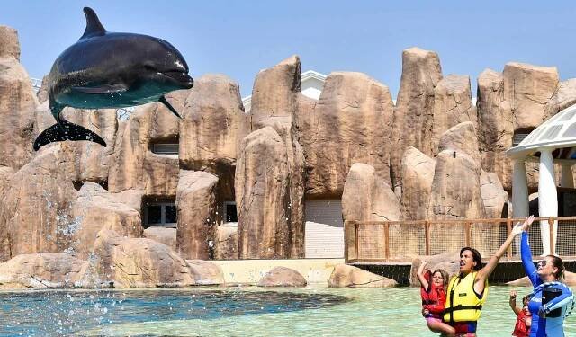 DOLPHIN SHOW - Dailytoursturkey 
