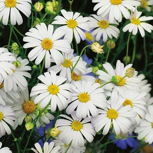 Všelicha iberkolistá - White Splendour - hvid - Brachyscome iberidifolia - Elegantní bílá, ideální pro výsadby - Čerstvá semena