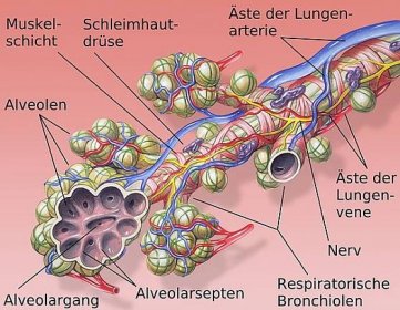 Lunge – Wikipedia
